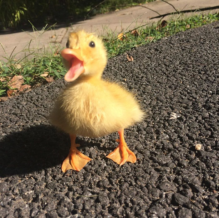 100 Totally Blessed Duck Photos To Make You Smile Twblowmymind