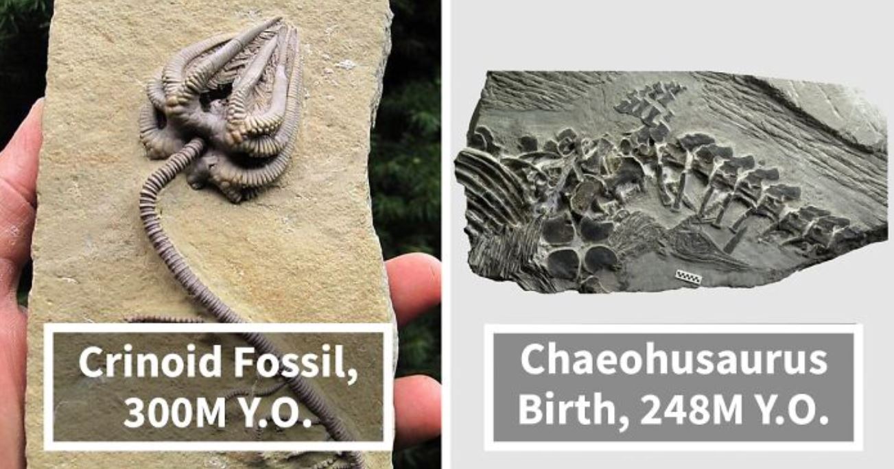 19 Ancient Fossils That’ll Make You Say ‘Whoa’ TWBLOWMYMIND